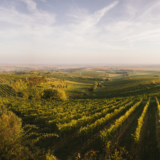 Grüner Veltliner Ried Himmelreich DAC 2022 0.75 l