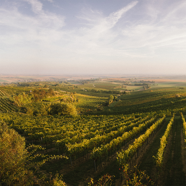 Roter Veltliner Ried Mordthal 1ÖTW 2023 0.75 l