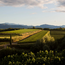 Illivio Friuli Colli Orientali DOC 2023 0.75 l