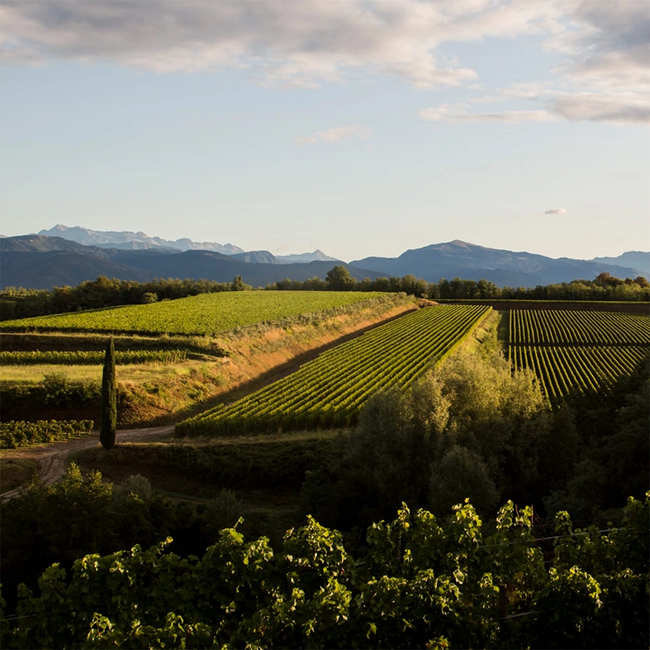Sauvignon Friuli Colli Orientali DOC 2025 0.75 l