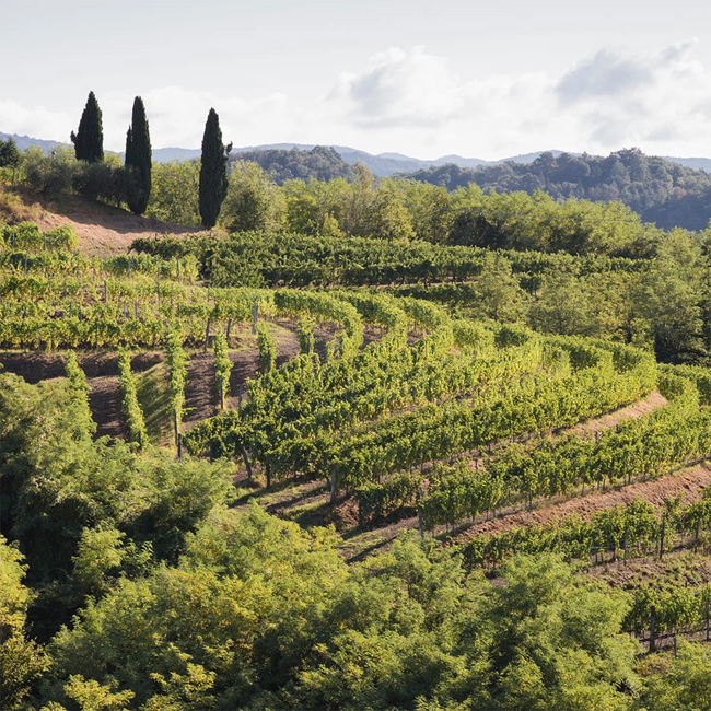 Friulano Friuli Colli Orientali DOC 2024 0.75 l