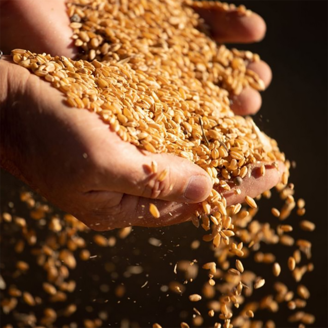 Casarecce N°88 Hartweizengrießnudeln (500g)