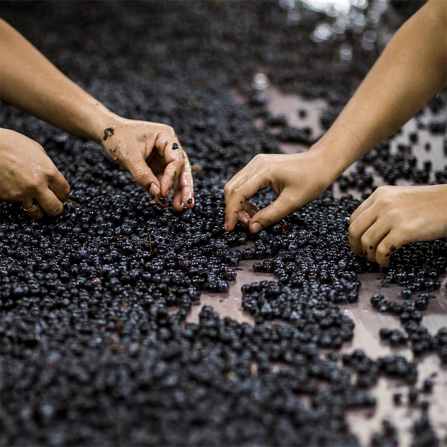 Argentiera Bolgheri DOC Superiore 2021 0.75 l