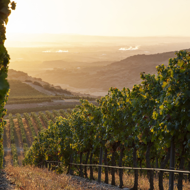 Rioja Blanco DOCa 2022 0.75 l