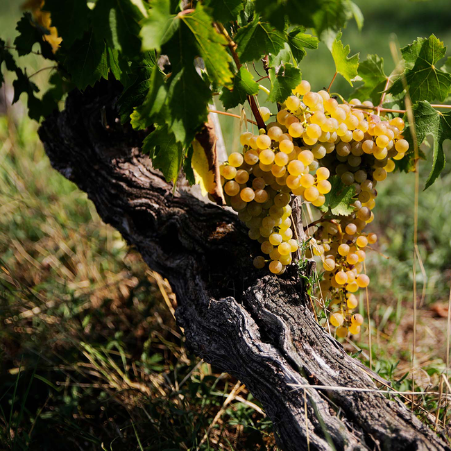 Lugana DOC 2024 0.75 l