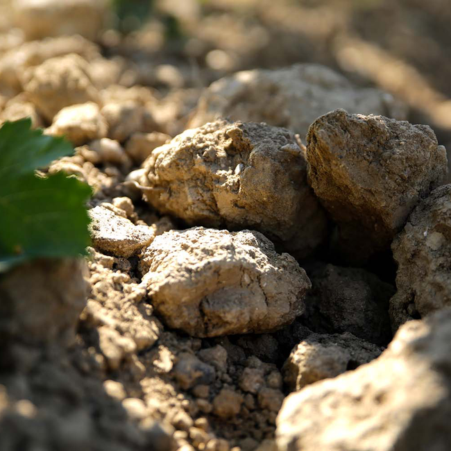 Lugana DOC 2024 0.75 l