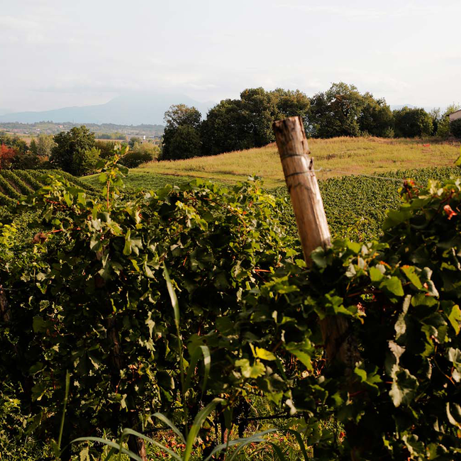 Lugana "Le Creete" DOC 2023 0.75 l