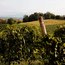 Lugana "Le Creete" DOC 2024 0.75 l