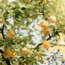 The Gardener French Riviera Gin 0.7 l 42% vol