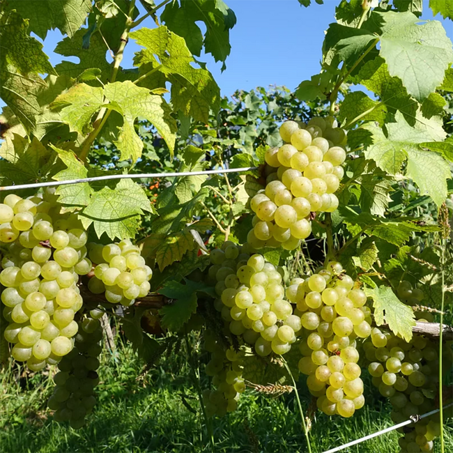 Welschriesling Südsteiermark DAC 2025 0.75 l