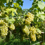 Weißburgunder Südsteiermark DAC 2025 0.75 l