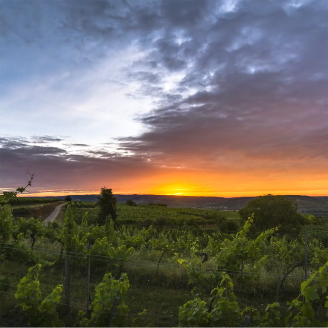 Grüner Veltliner Urgestein Kamptal DAC BIO 2024 0.75
