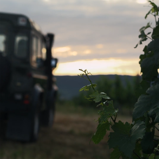 Riesling Platin BIO 2023 0.75