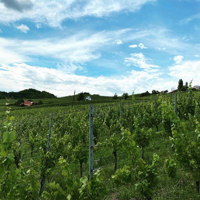 Sauvignon Blanc Sunki Südsteiermark DAC 2024 0.75 l