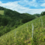 Chardonnay Gamlitz  Südsteiermark DAC 2021 0.75 l