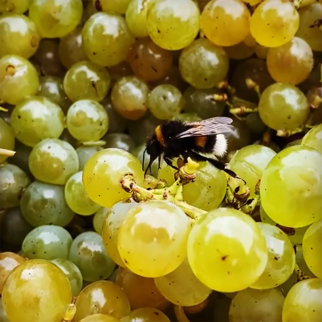 Chardonnay Gamlitz  Südsteiermark DAC 2021 0.75 l