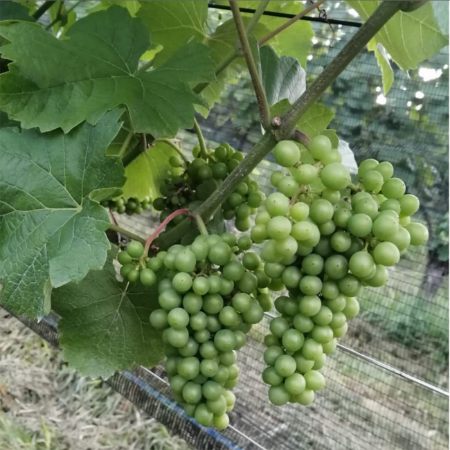 Welschriesling Südsteiermark DAC 2024 0.75 l