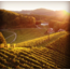 Weißburgunder Südsteiermark DAC 2024 0.75 l