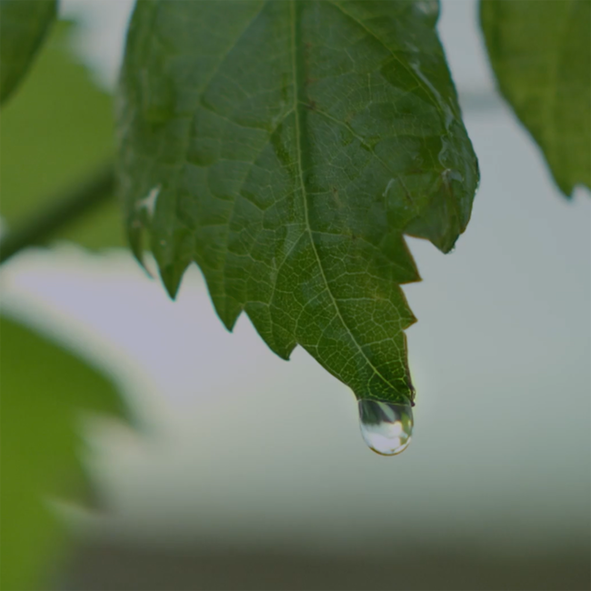 Grüner Veltliner GrüVe 2025 0.75 l