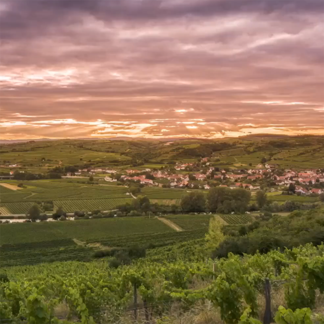 Grüner Veltliner GrüVe 2024 0.75 l