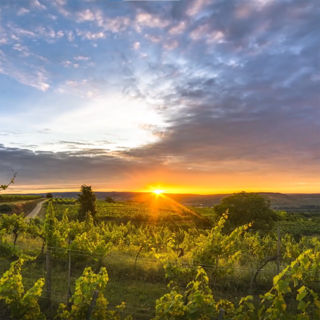 Brut Rose Klassik Winzersekt 0.75 l 12% vol