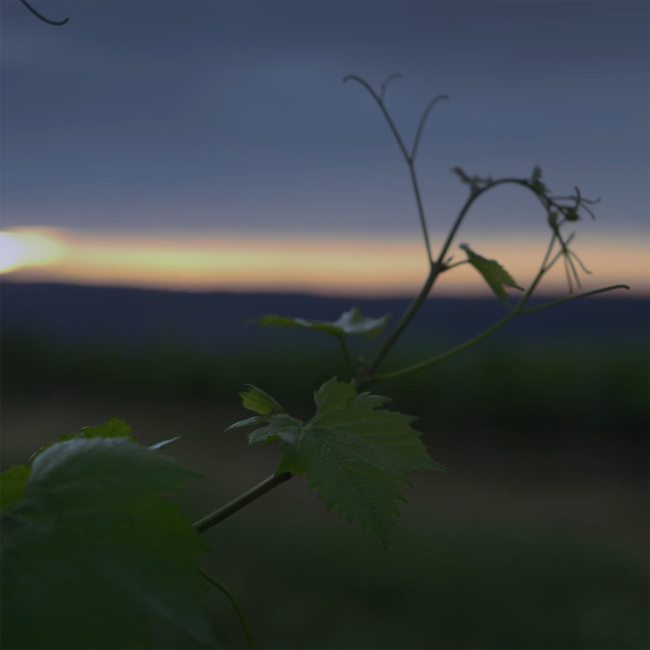 Riesling Platin BIO 2023 0.75