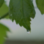 Rose vom Zweigelt 2025 0.75 l