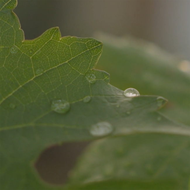 Grüner Veltliner GrüVe 2024 0.75 l