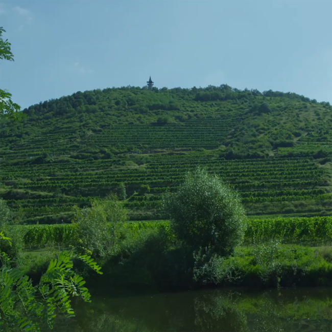 Grüner Veltliner GrüVe 2025 0.75 l