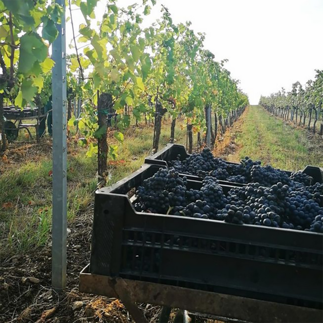 Blauer Zweigelt 2022 0.75 l