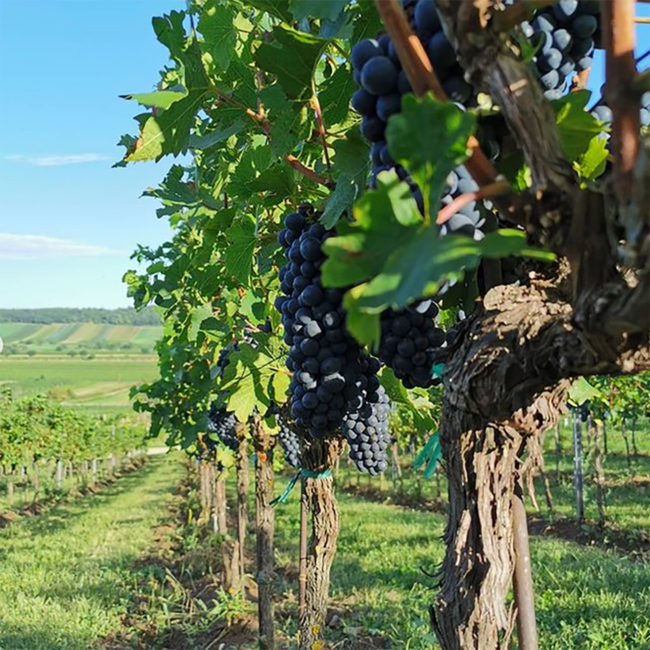 Blauer Zweigelt 2022 0.75 l