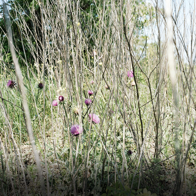 Comondor (ME/BF/CS) 2020 Magnum 1.50 l