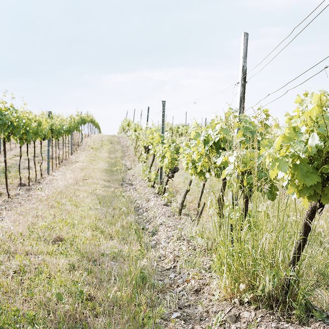 Comondor (ME/BF/CS) 2020 Magnum 1.50 l