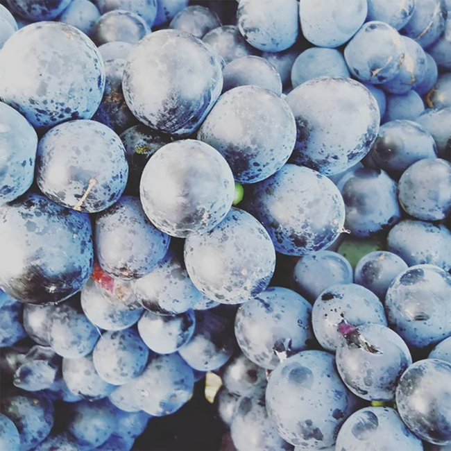 Comondor (ME/BF/CS) 2020 0.75 l