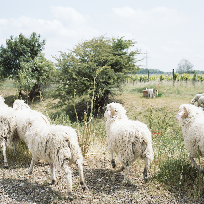 Comondor (ME/BF/CS) 2020 Magnum 1.50 l