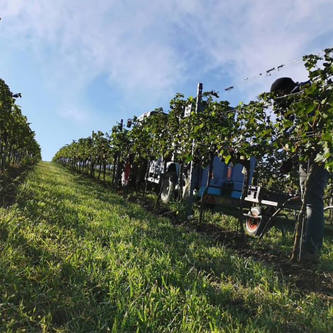 Kalk & Schiefer Cuvee (WB/GV) 2023 0.75 l