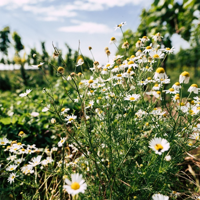 Comondor (ME/BF/CS) 2020 0.75 l