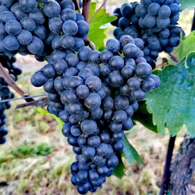 Blauer Zweigelt 2022 0.75 l