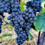 Blauer Zweigelt 2022 0.75 l