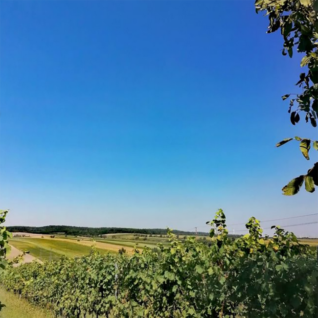 Comondor (ME/BF/CS) 2020 0.75 l