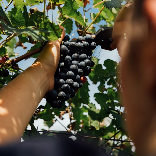 Lagrein Südtirol Alto Adige DOC 2022 0.75 l