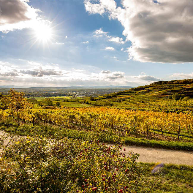 Grüner Veltliner Löss 2025 0.75 l