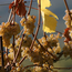Grüner Veltliner Löss 2025 0,75 l