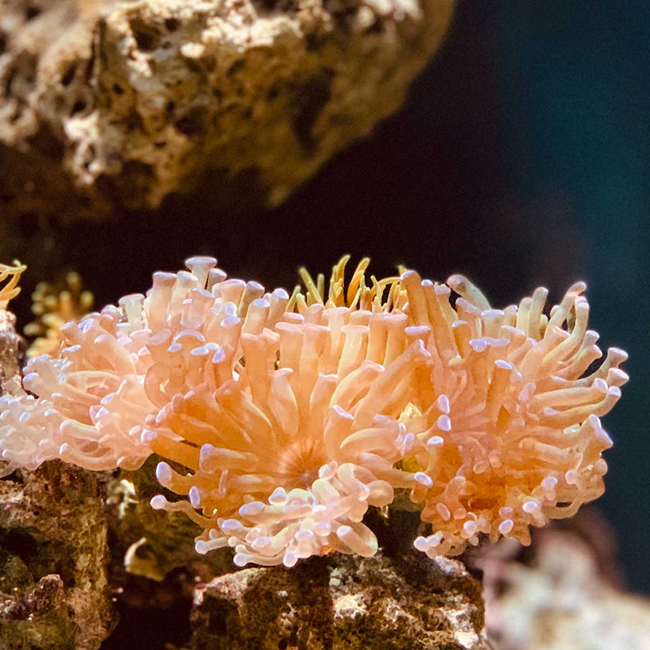 Riff Pinot Grigio delle Venezie DOC 2024 0.75 l