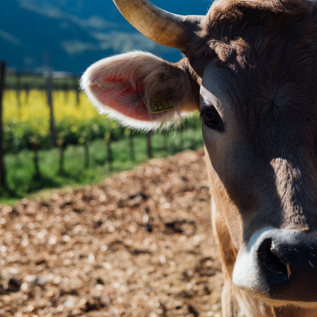 Römigberg Vernatsch Dolomiti IGT 2022 0.75 l