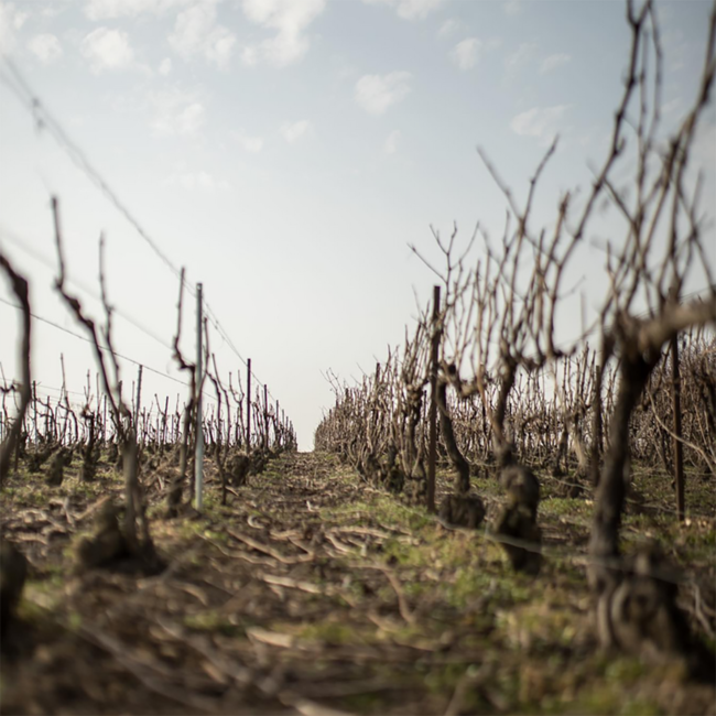 Premiere Cuvee Extra Brut Champagner 0.75 l 12% vol