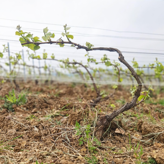 Rose Premiere Cuvee Extra Brut Champagner 0.75 l 12% vol