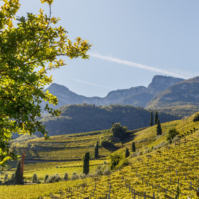 Gaun Chardonnay Dolomiti IGT 2023 0.75 l