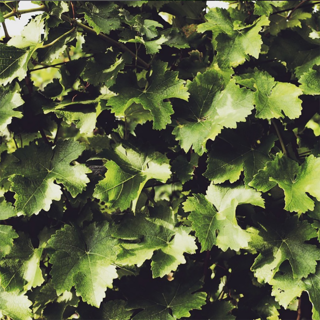 Grauburgunder Ried Jägerberg 1STK 2022 0.75 l