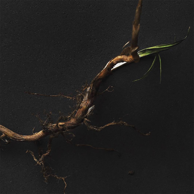 Sauvignon Blanc Ried Dirnbeck Südsteiermark DAC 2020